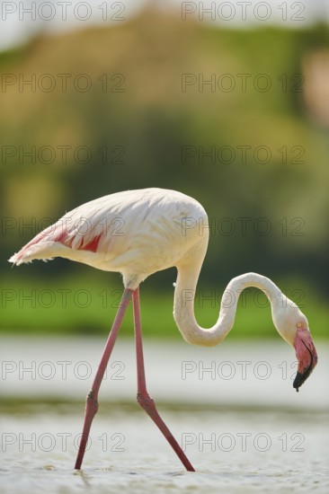 Greater Flamingo (Phoenicopterus roseus) walking in the water, Parc Naturel Regional de Camargue, France, Europe