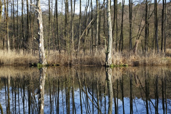 Deadwood, secondary habitat, alder swamp forest on the banks of the Peene River, Peene Valley River Landscape nature park Park, Mecklenburg-Western Pomerania, Germany, Europe