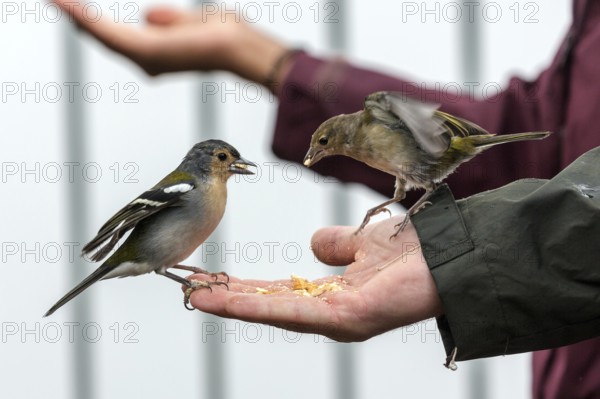 Two Madeira (Fringilla coelebs maderensis) chaffinches, sitting and eating out of hand, being fed, Madeira, Portugal, Europe