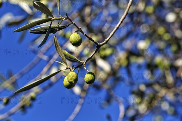 Unripe olives on a branch, olive branch, olive tree (Olea), olive tree, detail, symbolic image plant growth, ripening, autumn sun, Sardinia, Italy, Europe