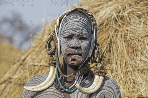 Painted woman of the Mursi tribe wearing lip plate and huge tusks earrings in the Mago National Park, Jinka, Debub Omo Zone, Southern Ethiopia