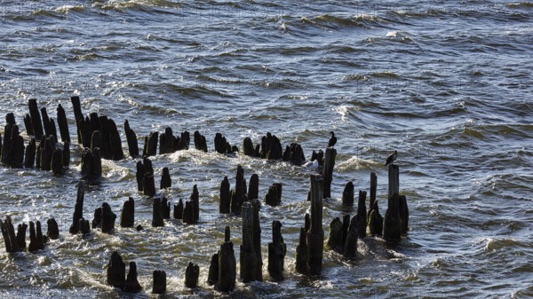 Cormorants sitting on groynes in the Baltic Sea, Waves, Usedom, Germany, Europe