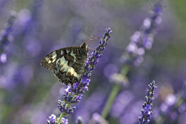Great banded grayling (Brintesia circe), sitting on lavender flower, Provence, France, Europe
