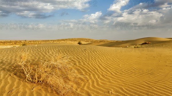 Panorama of dunes of Thar Desert. Sam Sand dunes, Rajasthan, India, Asia