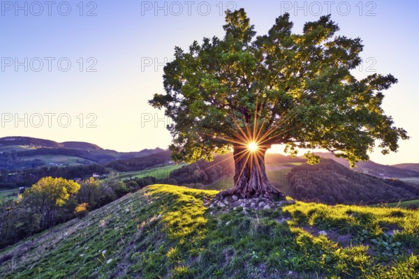 Oak tree (Quercus) with sun star at sunset, Swiss Jura Mountains, Canton Basel-Landschaft, Switzerland, Europe