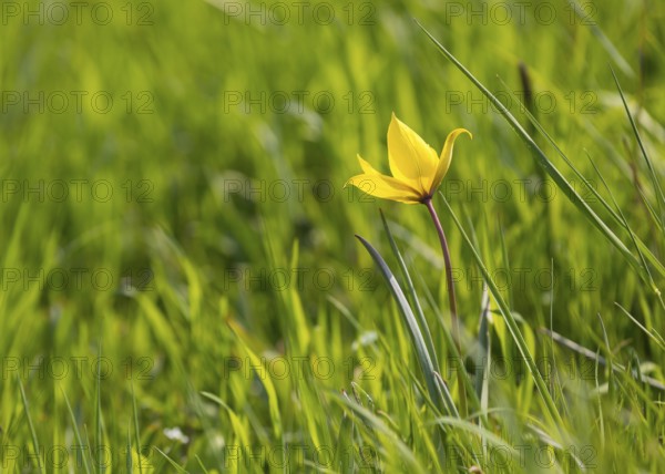 Wild tulip (Tulipa sylvestris) in flower, Saxony, Germany, Europe