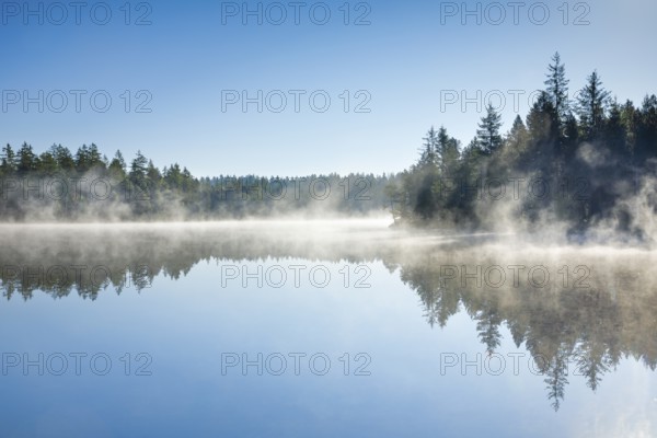 Pines and spruces line the shore of the mirror-smooth Étang de la Gruère moorland lake covered in mist in the canton of Jura, Switzerland, Europe