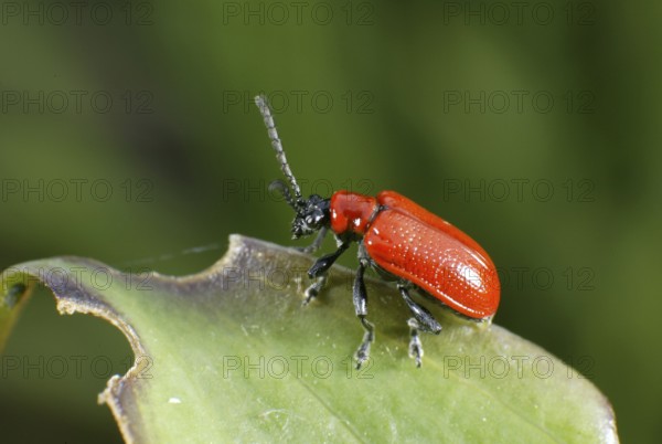 Lily Leaf Beetle, Germany (Liloceris lilii)