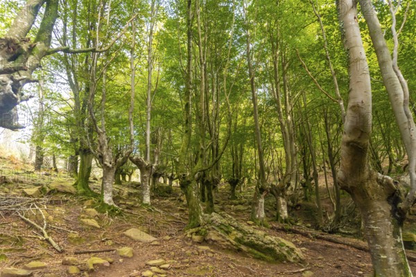 Hayedo on the trail up Mount Adarra in the town of Urnieta near San Sebastian, Gipuzkoa. Basque Country