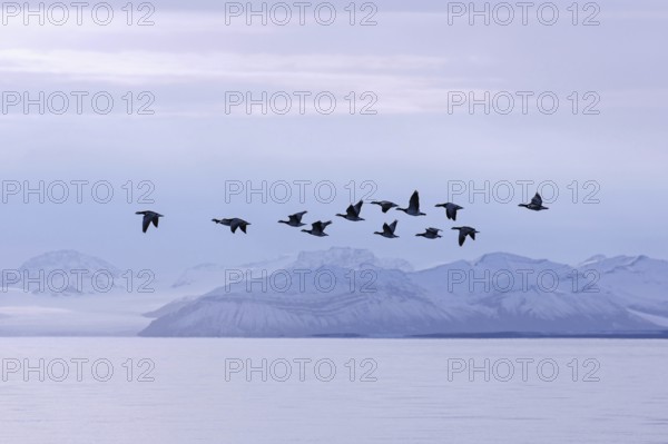 Barnacle geese (Branta leucopsis) flock flying over Billefjorden in summer, Svalbard, Spitsbergen, Norway, Europe