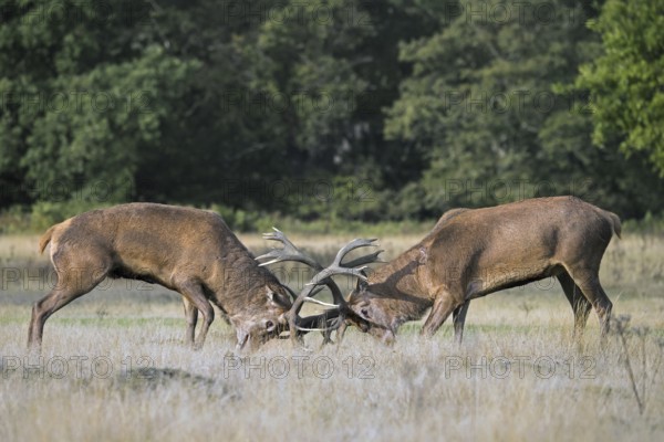 Two rutting red deer (Cervus elaphus) stags fighting by locking antlers during fierce mating battle in grassland at forest edge during rut in autumn