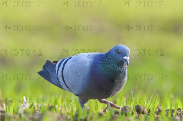 Domestic Pigeon (Columba livia domestica), Upper Austria, Austria, Europe