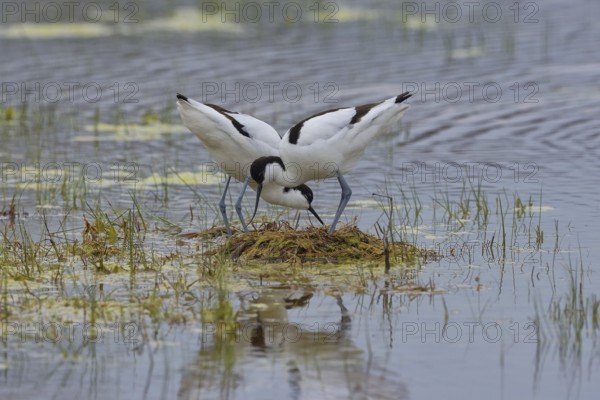 Black-capped avocet (Recurvirostra avosetta), animal couple at the nest in the water, Lake Neusiedl National Park, Burgenland, Austria, Europe