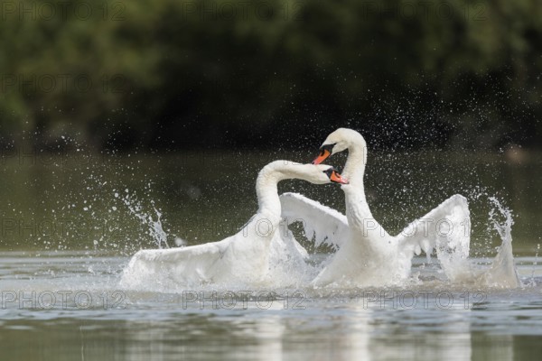 Mute swans (Cygnus olor), fighting in the water, Upper Austria, Austria, Europe