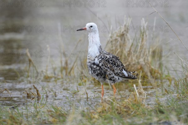 Ruff (Philomachus pugnax) in shallow water, Burgenland, Austria, Europe