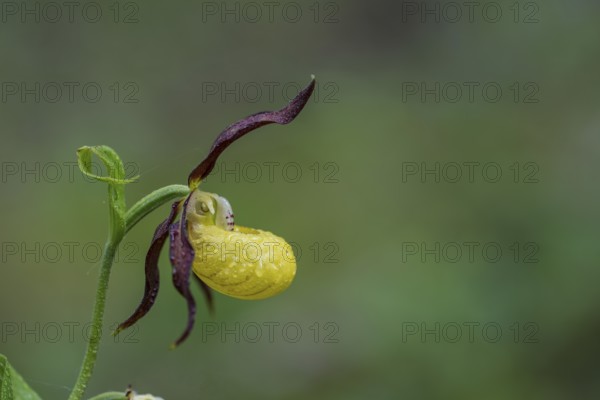 Yellow lady's slipper orchid (Cypripedium calceolus), Kalkalpen National Park, Upper Austria, Austria, Europe