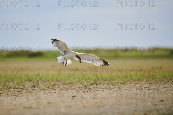 Yellow-legged gull (Larus michahellis) wildlife, landing on the ground with a hunted fish, France, Europe