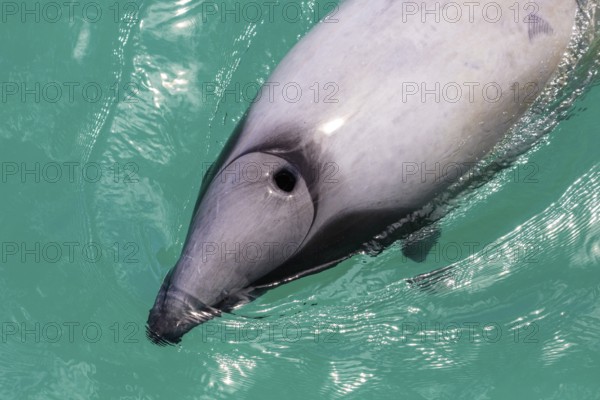 Hector-Delphin (Cephalorhychus hectori), Bootsfahrt, Akaroa, Banks-Halbinsel, Canterbury, Neuseeland