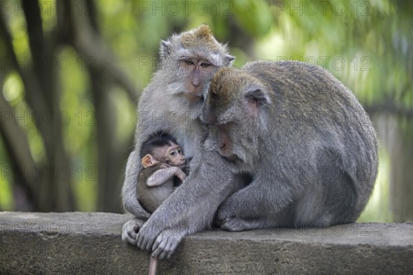 Crab-eating macaques (Macaca fascicularis) Balinese long-tailed macaque in the Ubud Sacred Monkey Forest Sanctuary, Gianyar regency, Bali, Indonesia, Asia