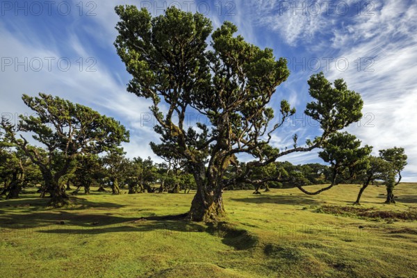 Laurel trees overgrown with moss and plants, old laurel forest (Laurisilva), stinkwood (Ocotea foetens), UNESCO World Heritage Site, Fanal, Madeira, Portugal, Europe