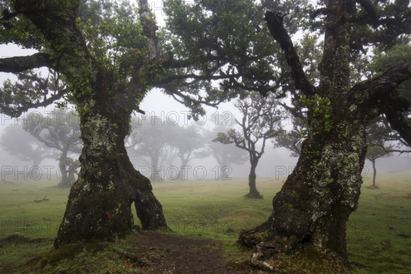 Laurel trees overgrown with moss and plants in the mist, old laurel forest (Laurisilva), stinkwood (Ocotea foetens), UNESCO World Heritage Site, Fanal, Madeira, Portugal, Europe