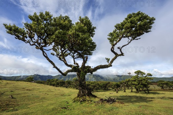 Laurel trees overgrown with moss and plants, old laurel forest (Laurisilva), stinkwood (Ocotea foetens), UNESCO World Heritage Site, Fanal, Madeira, Portugal, Europe