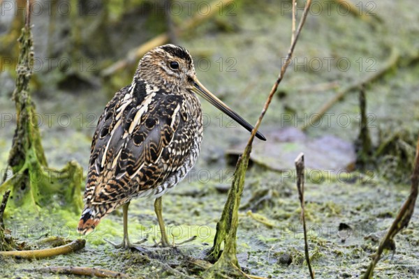 Common snipe (Gallinago gallinago), Switzerland, Europe