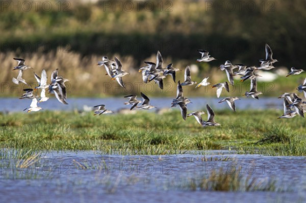 Redshank (Tringa totanus), birds in flight over Marshes
