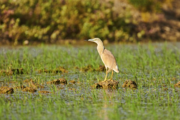 Squacco heron (Ardeola ralloides) in a paddy field, hunting, ebro delta, Catalonia, Spain, Europe