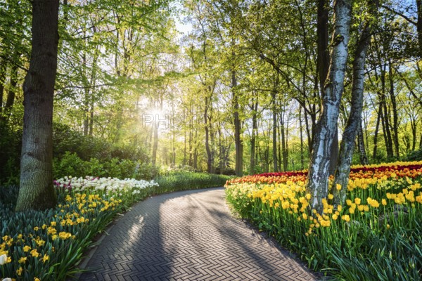 Path in Keukenhof flower garden with blooming tulip flowerbed, one of the world's largest flower gardens on sunset. Lisse, the Netherlands