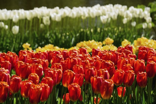 Blooming red tulips flowerbed in Keukenhof flower garden, also known as the Garden of Europe, one of the world largest flower gardens and popular tourist attraction. Lisse, the Netherlands