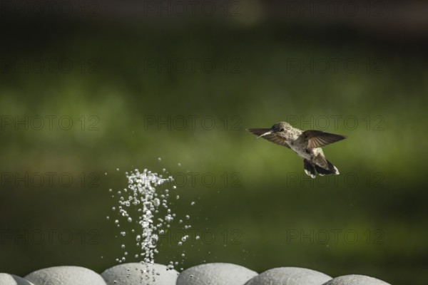 Hummingbird in flight
