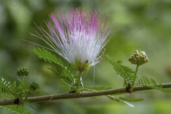 Flower of the bastard tamarind (Albizia julibrissin), Zimbabwe, Africa