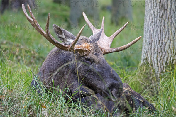 Elk (Alces alces) sits in the grass, bull, captive
