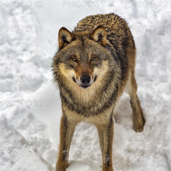 Curious gray wolf (Canis lupus), portrait in the snow, in the game reserve, view from above, Neuhaus Wildlife Park in winter, Neuhaus im Solling, Solling-Vogler nature park Park, Lower Saxony, Germany, Europe