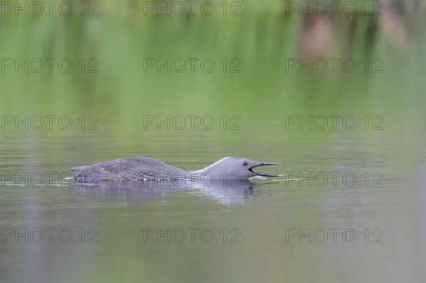 Red-throated diver (Gavia stellata) in the water, threatening gesture, Central Sweden, Sweden, Europe