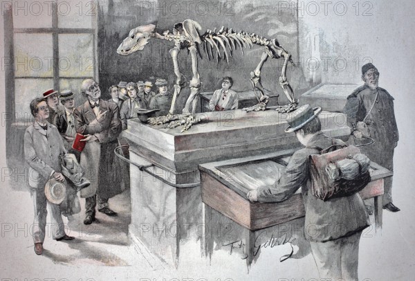 The skeleton of the cave bear in the cave museum of Rübeland, a locality of the town of Oberharz am Brocken, museum, museum visitor around 1880, Germany, Historic, digitally restored reproduction of a 19th century original, Europe