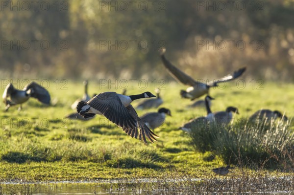 Canada Goose (Branta canadensis) birds in flight over Marshes at winter time