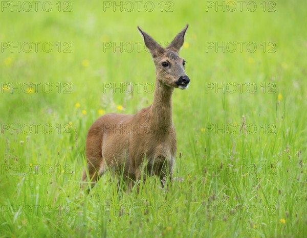 European roe deer (Capreolus capreolus), doe, standing in a meadow and looking attentively, wildlife, Lower Saxony, Germany, Europe