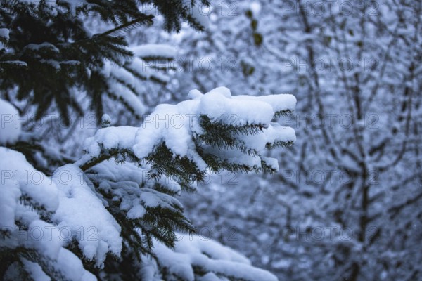Snow-covered spruce branches, winter, Ternitz, Lower Austria, Austria, Europe