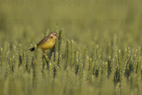 Yellow wagtail (Motacilla flava) adult bird with insects in its beak in a farmland cereal field, Suffolk, England, United Kingdom, Europe