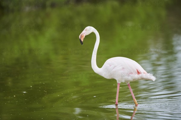 Greater Flamingo (Phoenicopterus roseus) walking in the water, Parc Naturel Regional de Camargue, France, Europe