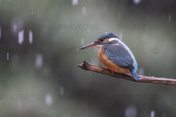 Common kingfisher (Alcedo atthis), Emsland, Lower Saxony, Germany, Europe