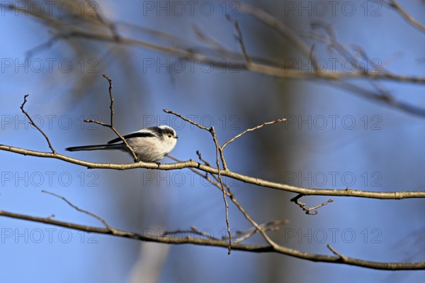 Long-tailed Tit (Aegithalos caudatus), sitting on a branch, Switzerland, Europe