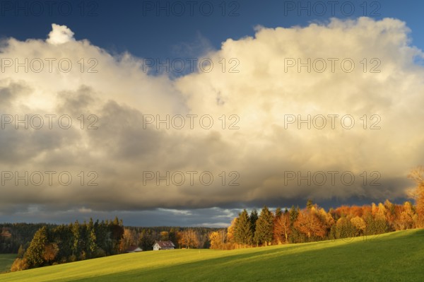 Autumn landscape in the Allgäu. A meadow, a farm, forest and trees in colourful autumn leaves. Sun and clouds, a big white cloud hanging over the house. Allgäu, Bavaria and Baden-Württemberg, Germany, Europe
