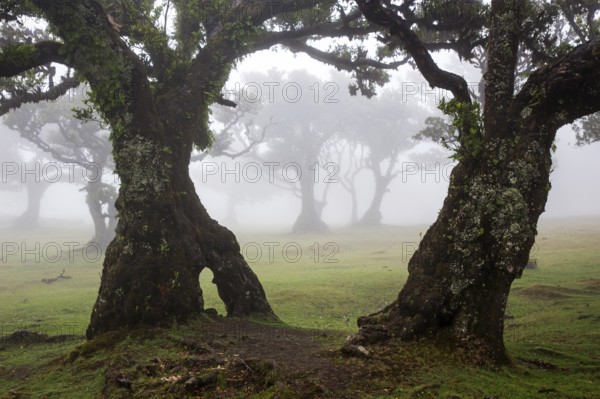 Laurel trees overgrown with moss and plants in the mist, old laurel forest (Laurisilva), stinkwood (Ocotea foetens), UNESCO World Heritage Site, Fanal, Madeira, Portugal, Europe