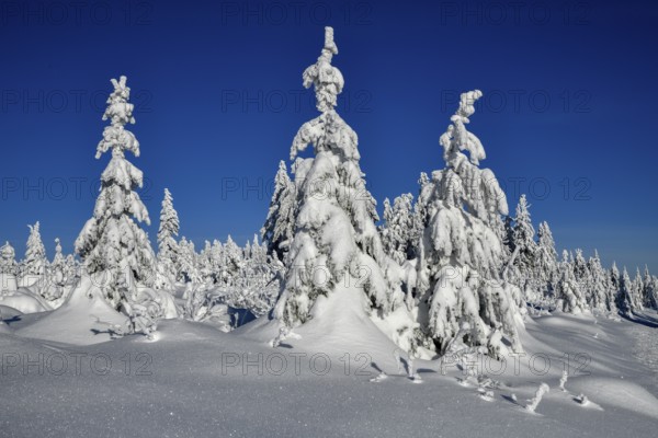 Snowy winter landscape near the Vogelskopf, near Baiersbronn, county Freudenstadt, Black Forest, Baden-Württemberg, Germany, Europe