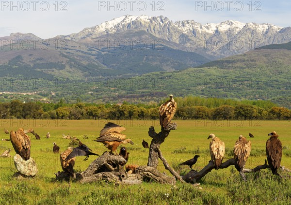 Griffon Vulture (Gyps fulvus), and Black Vulture (Aegypius monaschus) and Common Raven at Luderplatz, in front of the Sierra de GredosCastilla-La Mancha, Spain, Europe