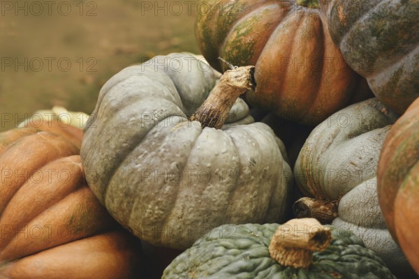 Gray colored 'Musquee de Provence' pumpkin in pile