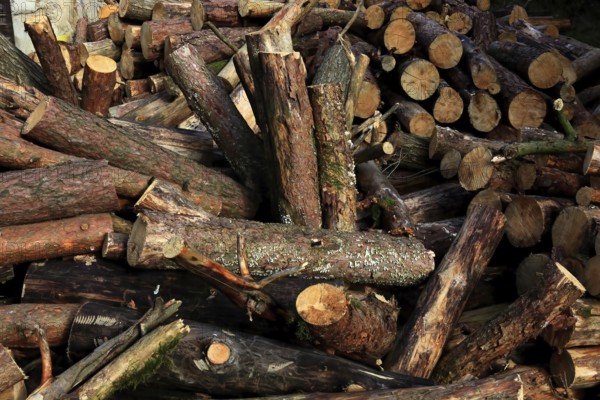 Firewood, logs, sawn into metre pieces